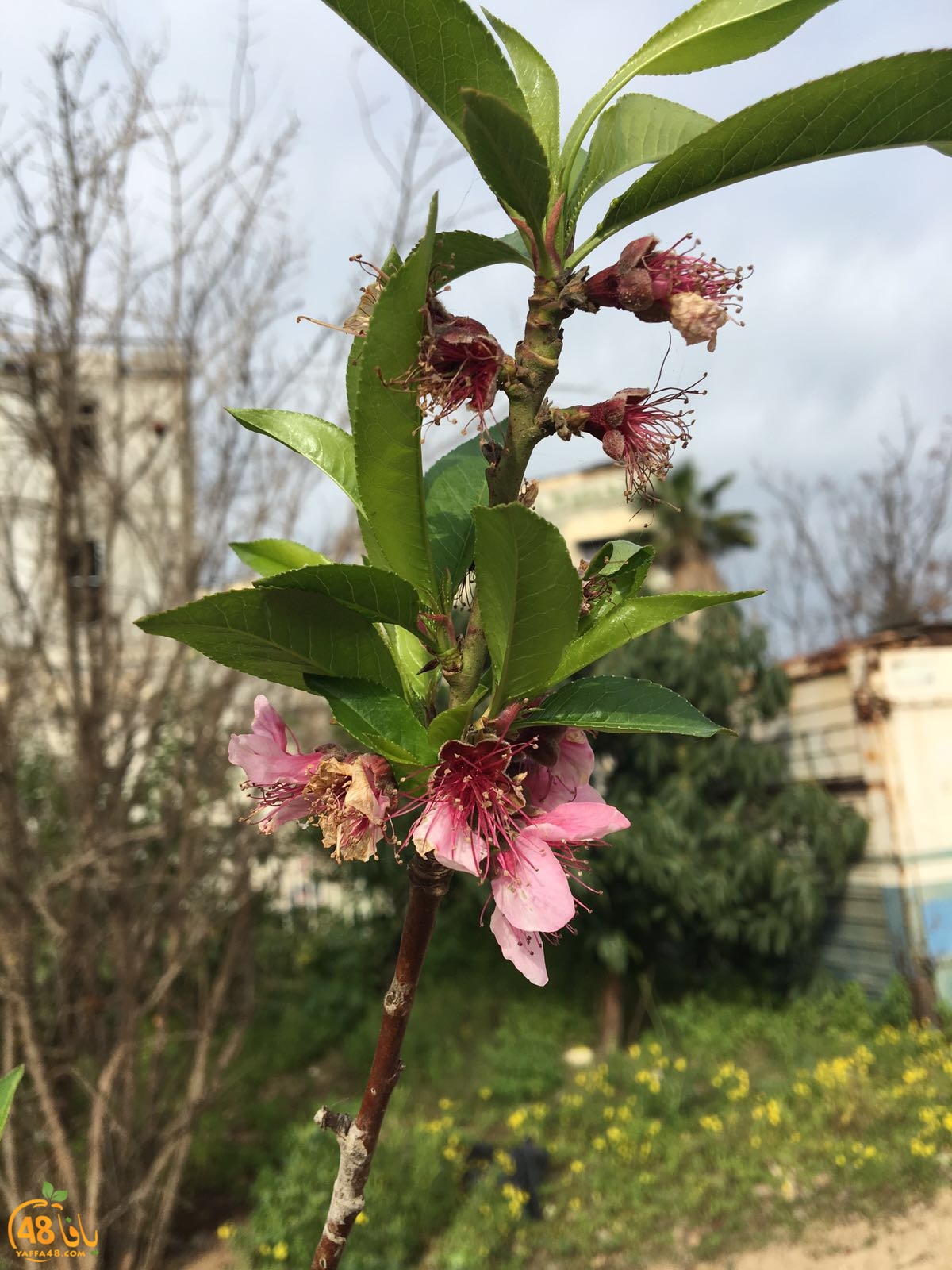 3ali turkaa (17).jpg